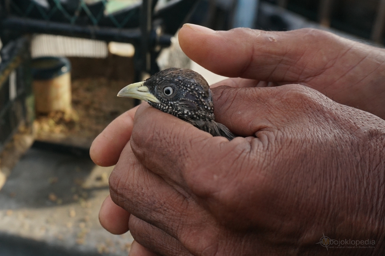 Mbojoklopedia Kawubu Burung Magis Suku Mbojo Mbojoklopedia Kawubu Burung Magis Suku Mbojo