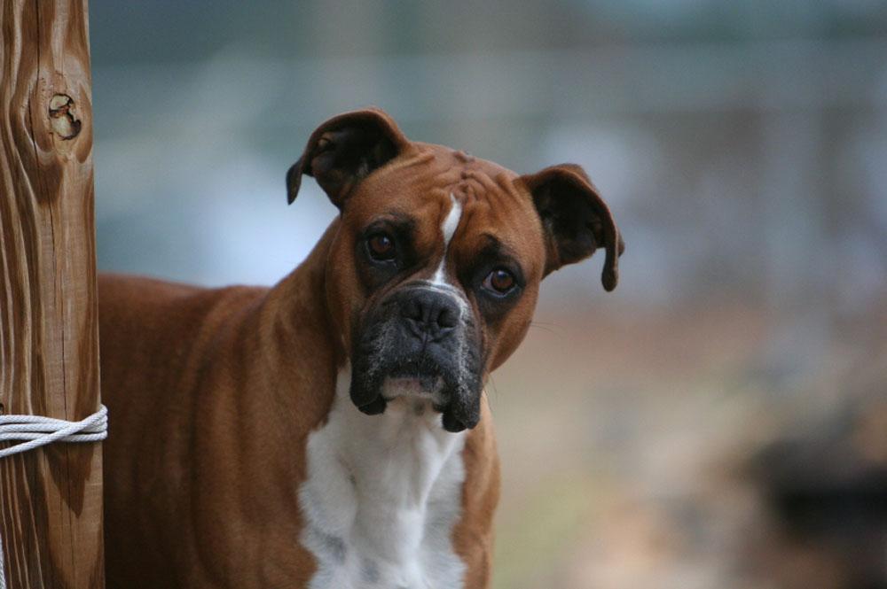 Boxer Dog Perfect HD Wallpapers 2013 ~ All About HD Wallpapers