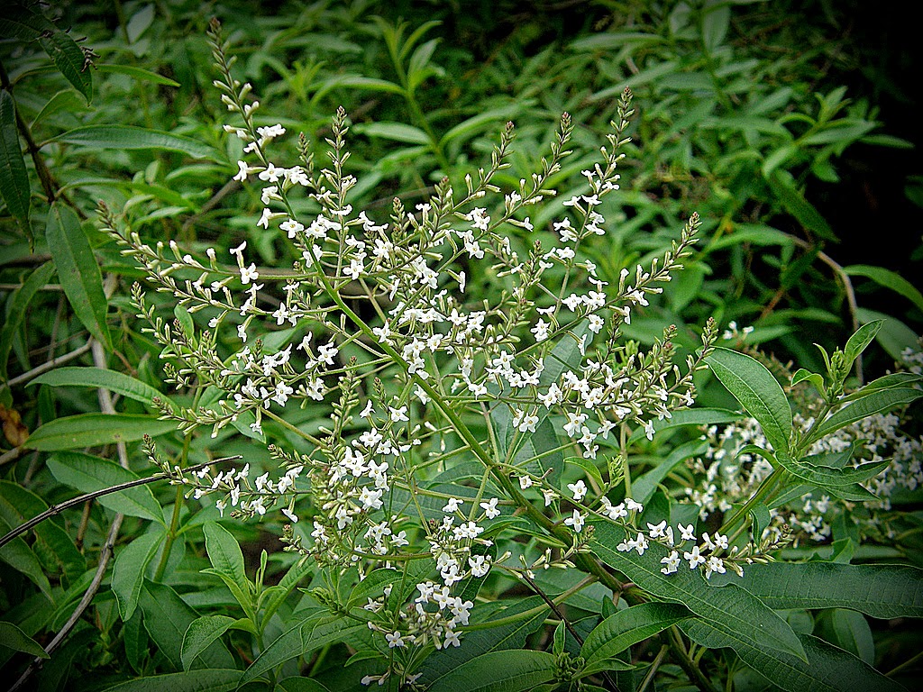 ESCUELA DE BRUJERÍA CAMINO DE AUTOTRANSFORMACIÓN LA