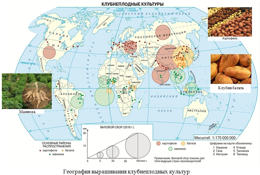районы выращивания подсолнечника. страны лидеры по выращиванию картофеля. картофель основные районы выращивания. районы возделывания сахарного тростника. картофель основные районы выращивания.