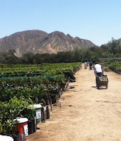 In Pursuit of the Year-Round Harvest: A visit to Topara Organico in Peru In Pursuit of the Year-Round Harvest: A visit to Topara Organico in Peru