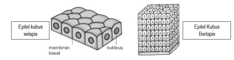 Jaringan Epitel Kubus/Kuboid