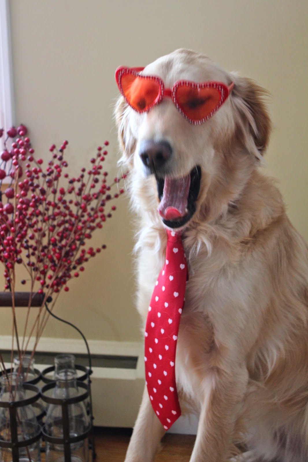 yawning dog valentine blooper