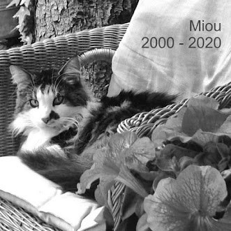 Miou the boss   =^..^=