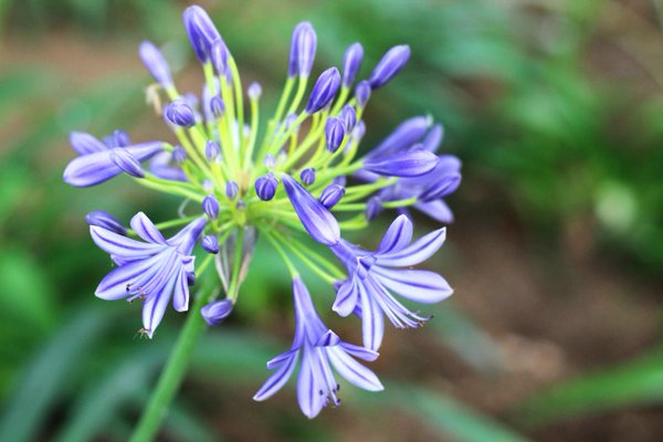 las bellas flores