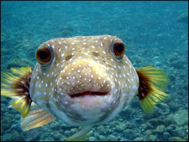 Gambar Ikan Lucu Kartun dan Asli Bikin Ngakak