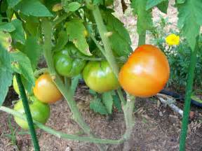 tomates turques