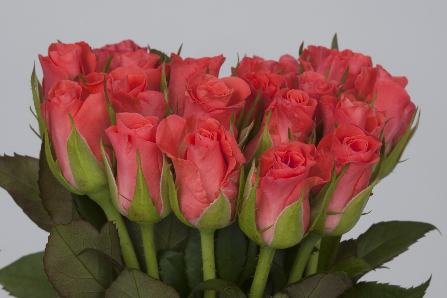 Роза москва Роза москва