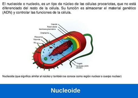 Nucleoide
