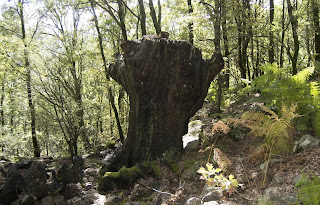 Tornavacas castaño centenario