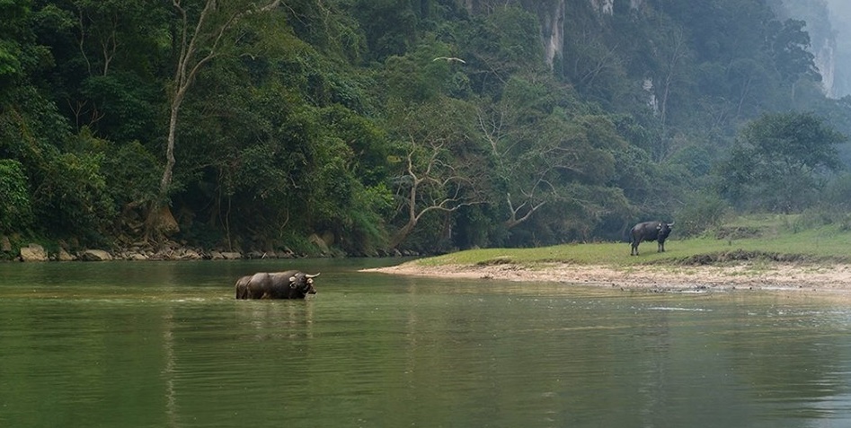 water buffalo in ba be lake northern Vietnam