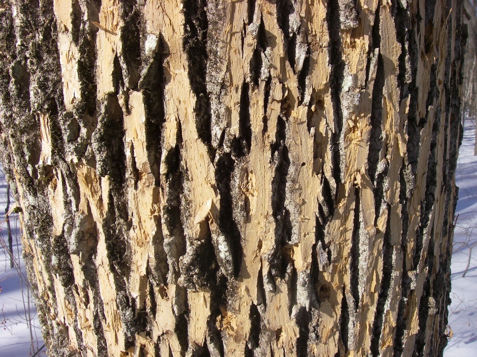 Wildlife Monitor First Signs of Emerald Ash Borer Damage Observed at