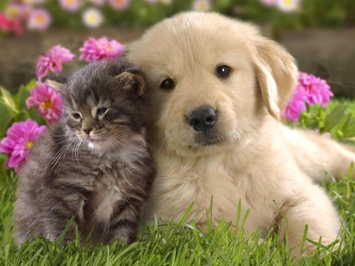 Gambar Kucing Dan Anjing Bersahabat