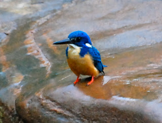 Half-Collared Kingfisher