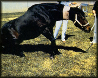 Lainey's English 250 Blog -- HYPP Gene