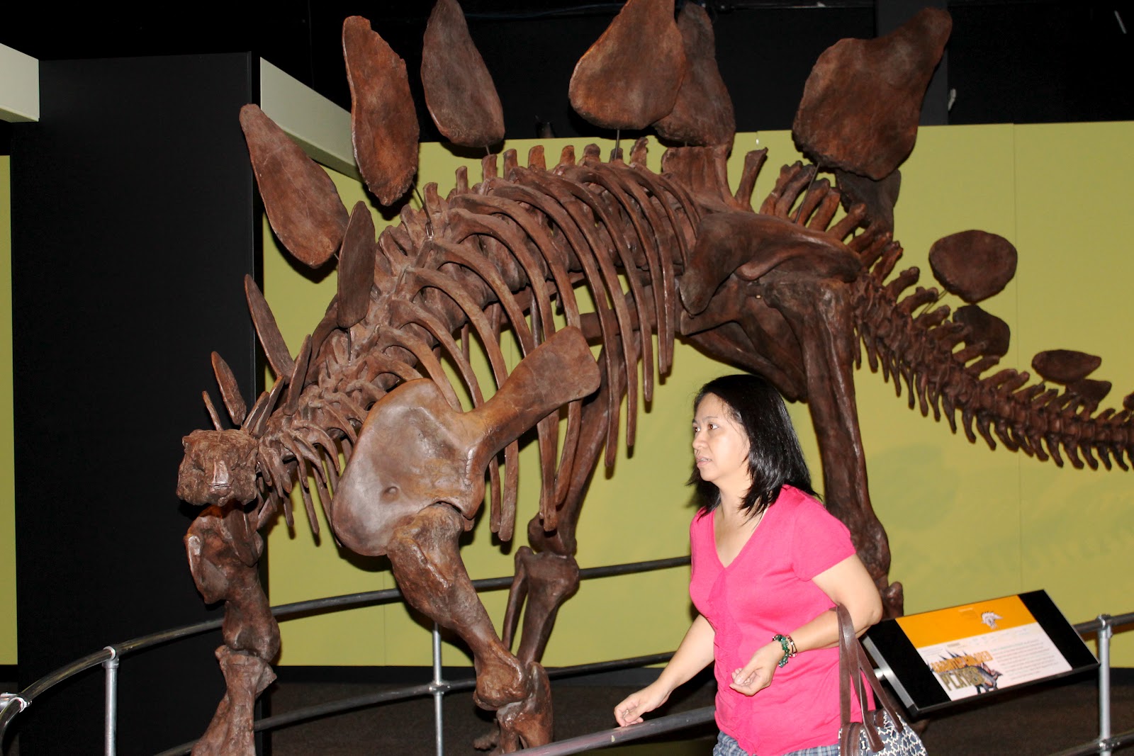 victoria museum dinosaur exhibit