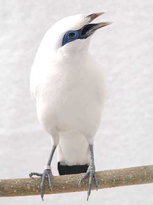 56 Gambar Burung Jalak Bali Kartun Hd Terbaru Gambar Hewan