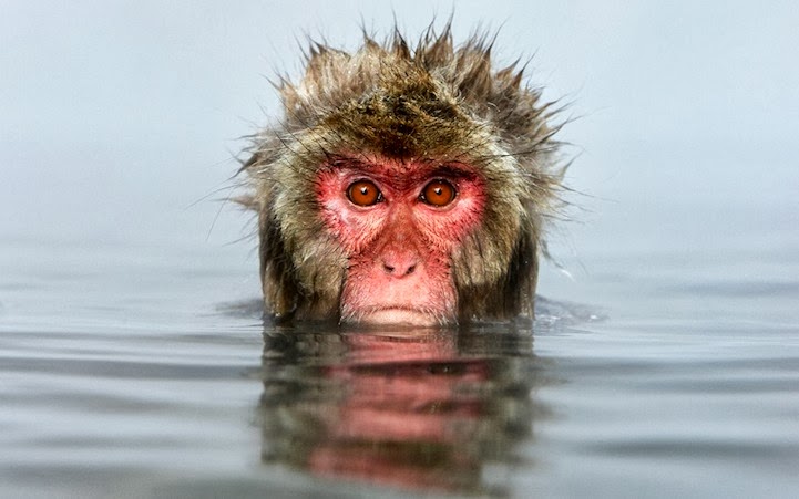 Japanese Snow Monkeys Bathing in Hot Springs
