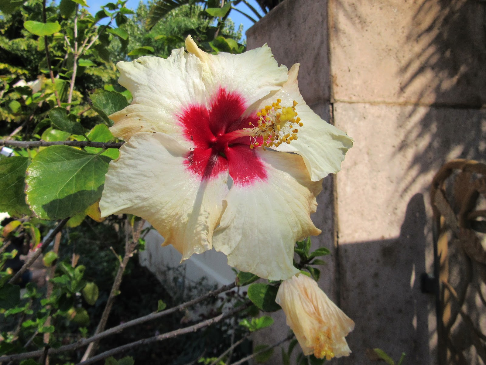 TM Gallery Walsingham Botanical Garden February 8, 2017