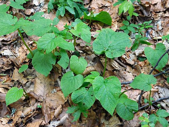Miesiącznica trwała (Lunaria rediviva L.). Miesiącznica trwała (Lunaria rediviva L.).