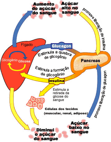 Metabolismo insulina Consejos y guía