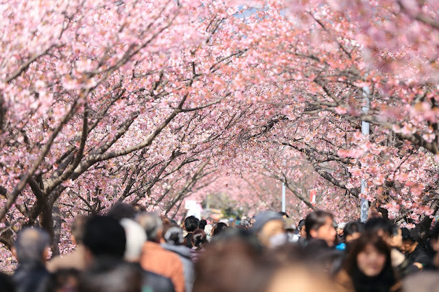 Cherry Blossoms Japan Cherry Blossoms Japan
