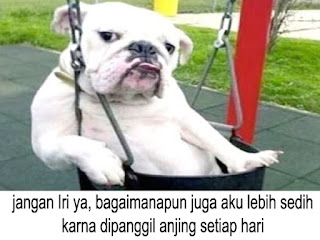 6 Foto Anjing Lucu Untuk Dp Bbm Humor X Lucu 6 Foto Anjing Lucu Untuk Dp Bbm Humor X Lucu