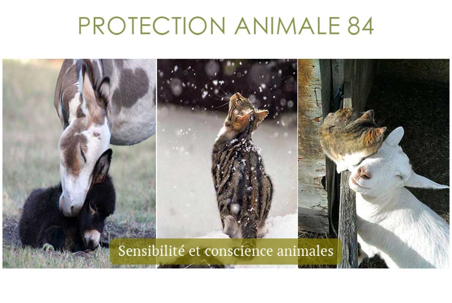 Sensibilité et conscience animales