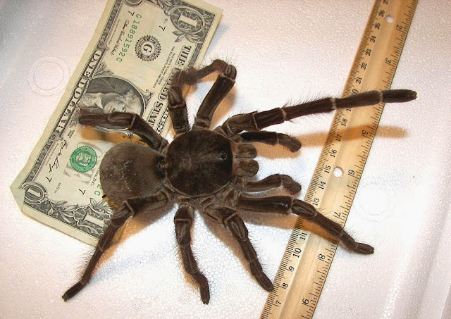 Maior aranha do mundo