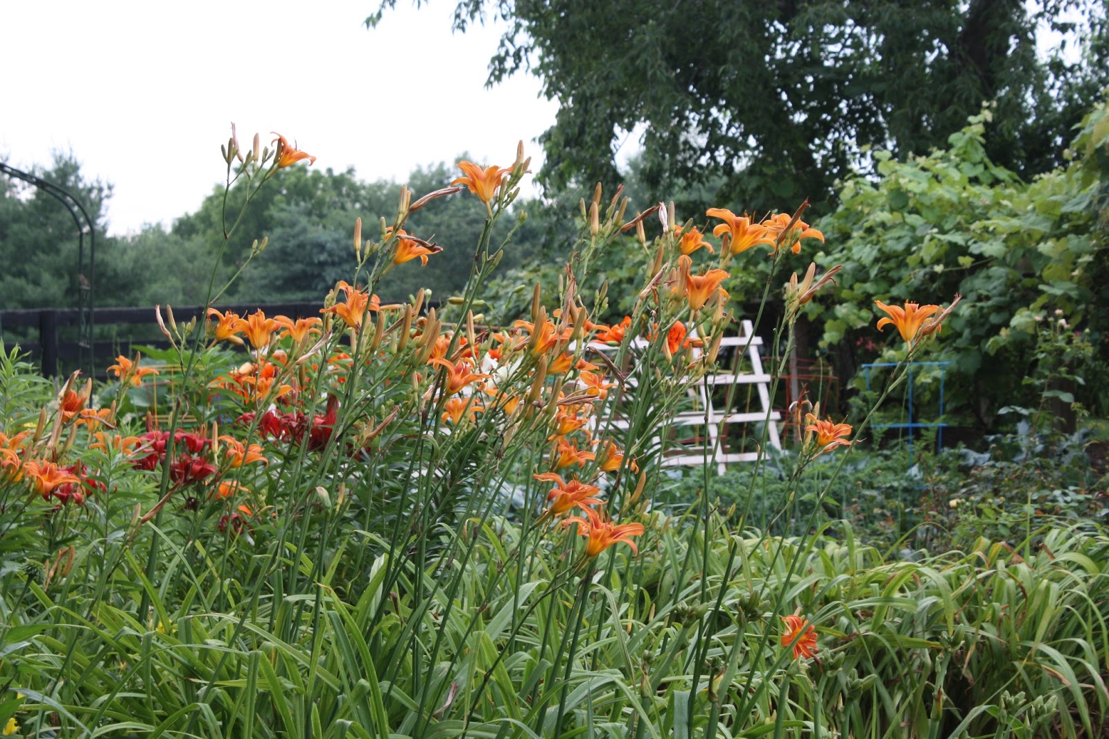 BASIL BECKY..... Gardening from the Heart Don't Ditch The "Ditch Lilies"