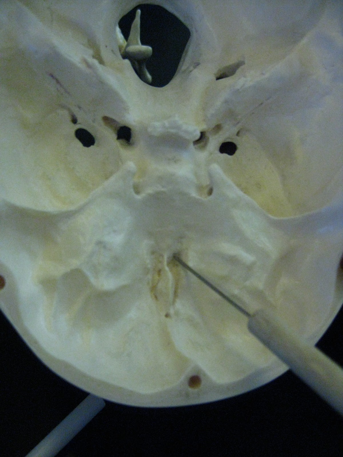 Boned: Human Skull - cribiform plate (of ethmoid bone)