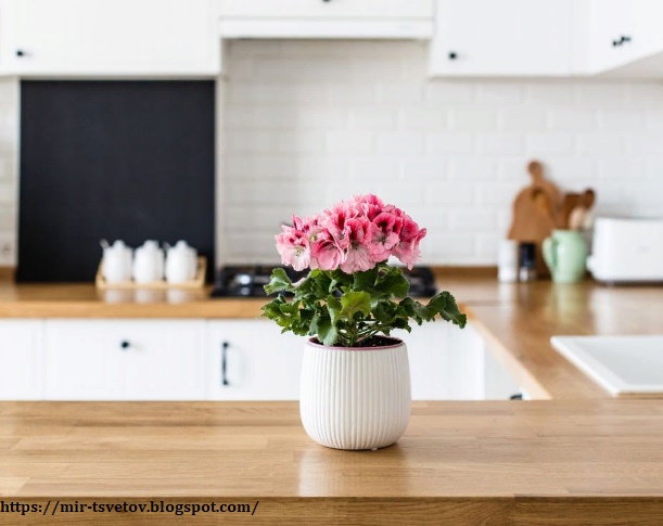 Мир растений: Лучшие растения для кухни: которые выносливые и чистят воздух