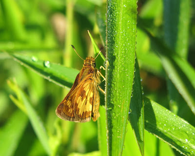 Peck's Skipper, Thursday, July 21, 2016, 8:14:51 AM