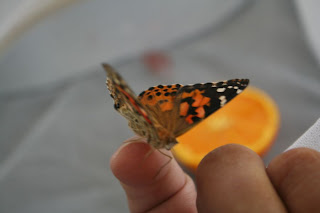 Painted Lady butterfly :: All Pretty Things