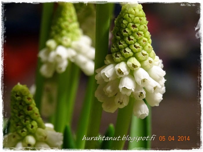 muscari