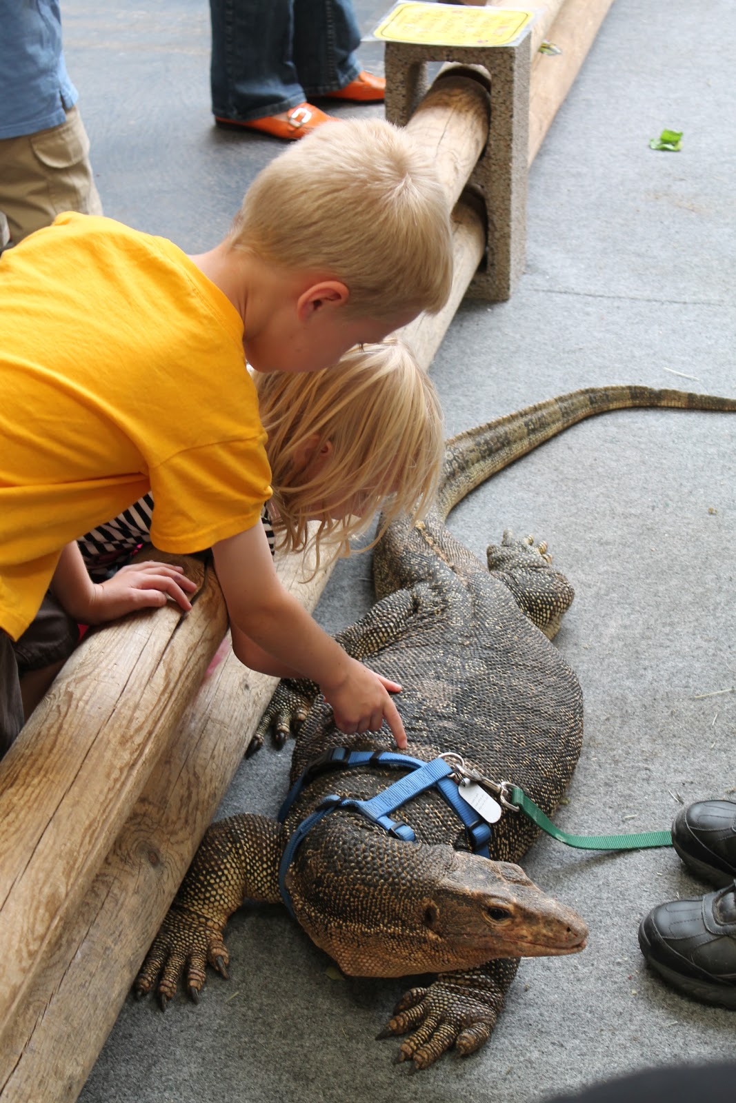 All in an Arizona Sunset Reptile Show