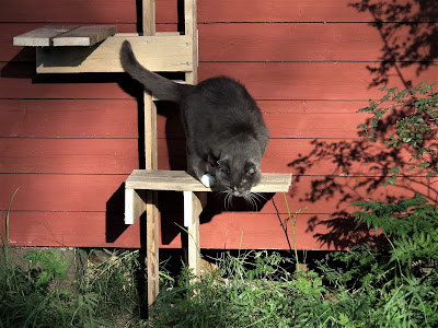 Kissa, kiipeilypuu, Pinkku, kesä
