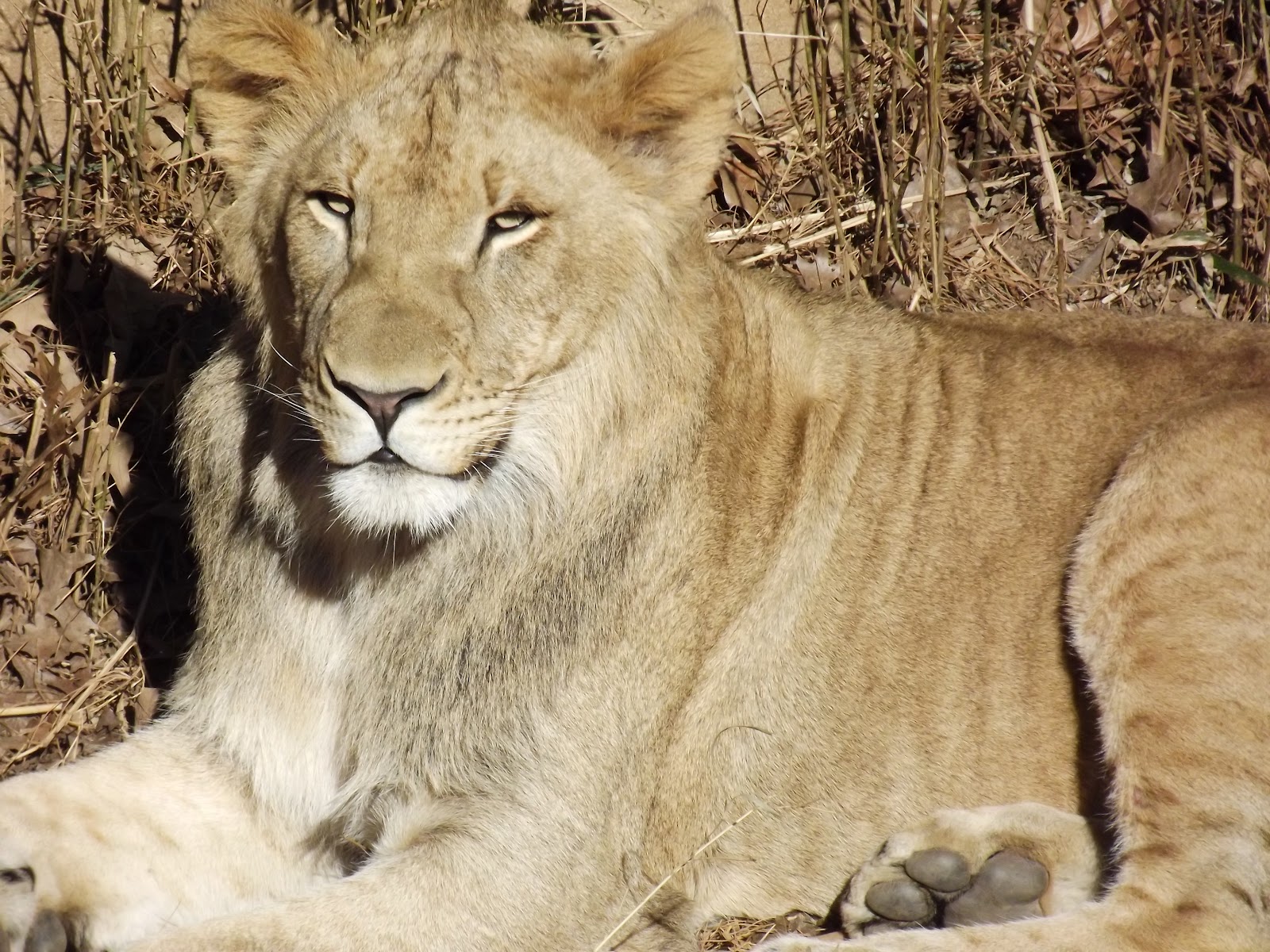 Were the Lions of Tsavo Exaggerated?