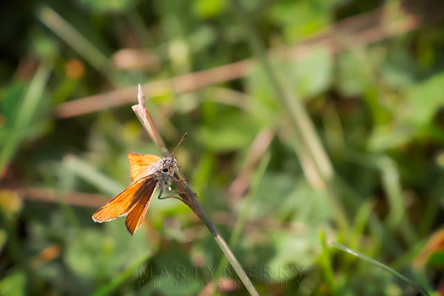 Skipper insect in detail at Ouse Fen Nature Reserve