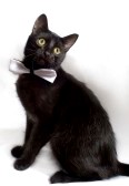 My Cats Are Democrats: March 2013
