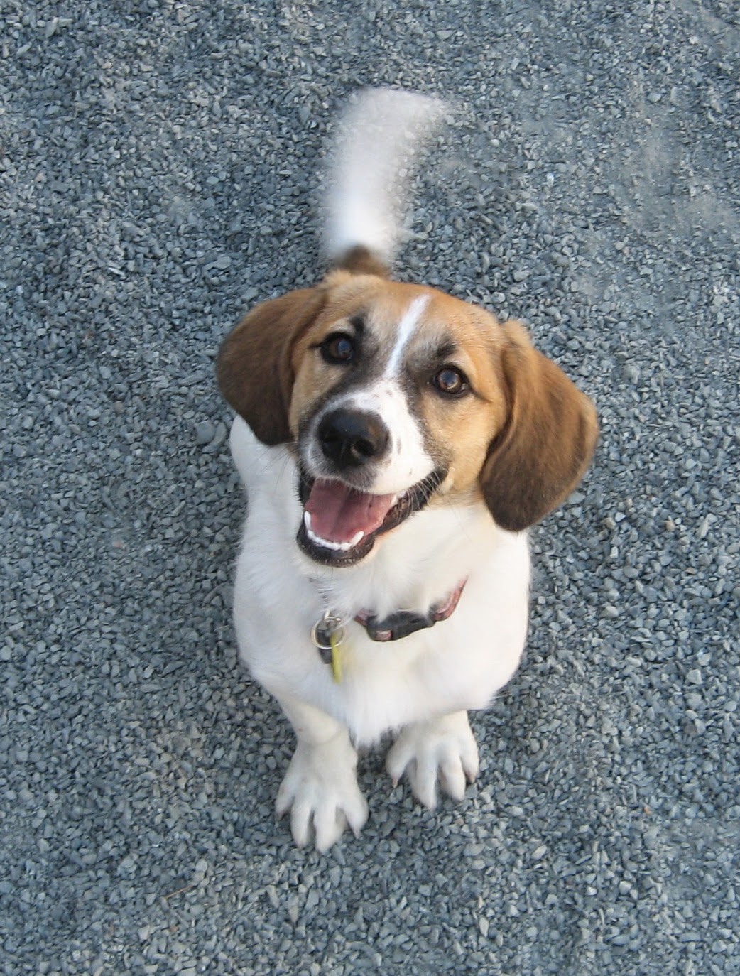 Fluff Dog Grooming Testimonials