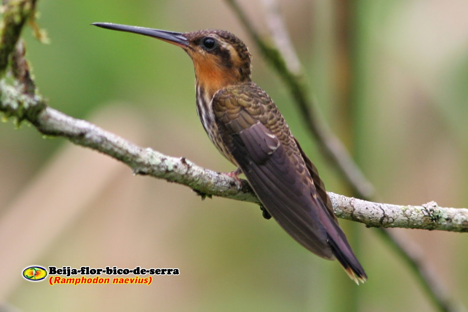 Zoologia Beijaflorbicodeserra (Ramphodon naevius) Zoologia Beijaflorbicodeserra (Ramphodon naevius)