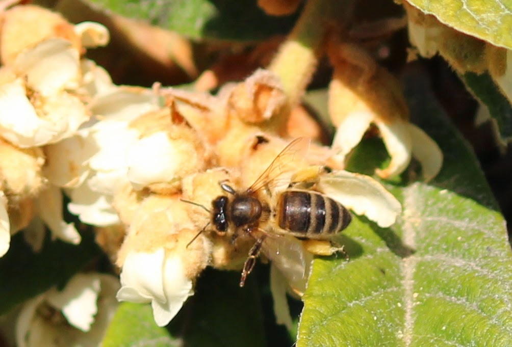 APIS MELLIFERA