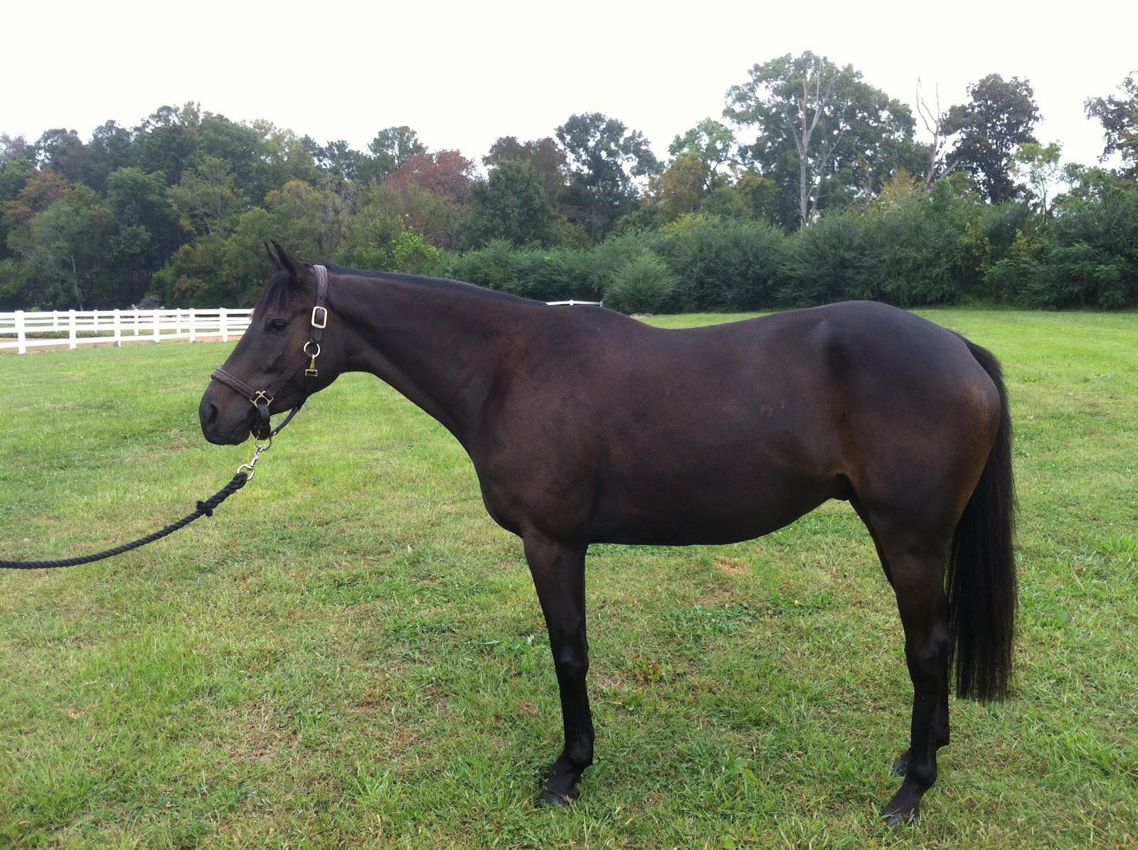 Springstone Horses Springstone's Highland Reign