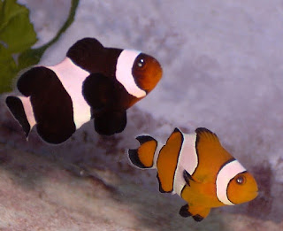  Siapa yang tidak kenal film kartun Finding Nemo Ikan Nemo: Mengenal Jenis, Perawatan dan Harganya Terbaru