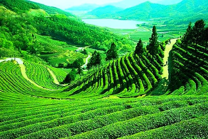 Tourist Places in India: Darjeeling Abode of Tea Gardens