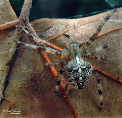 Araña de la cruz (Araneus diadematus)