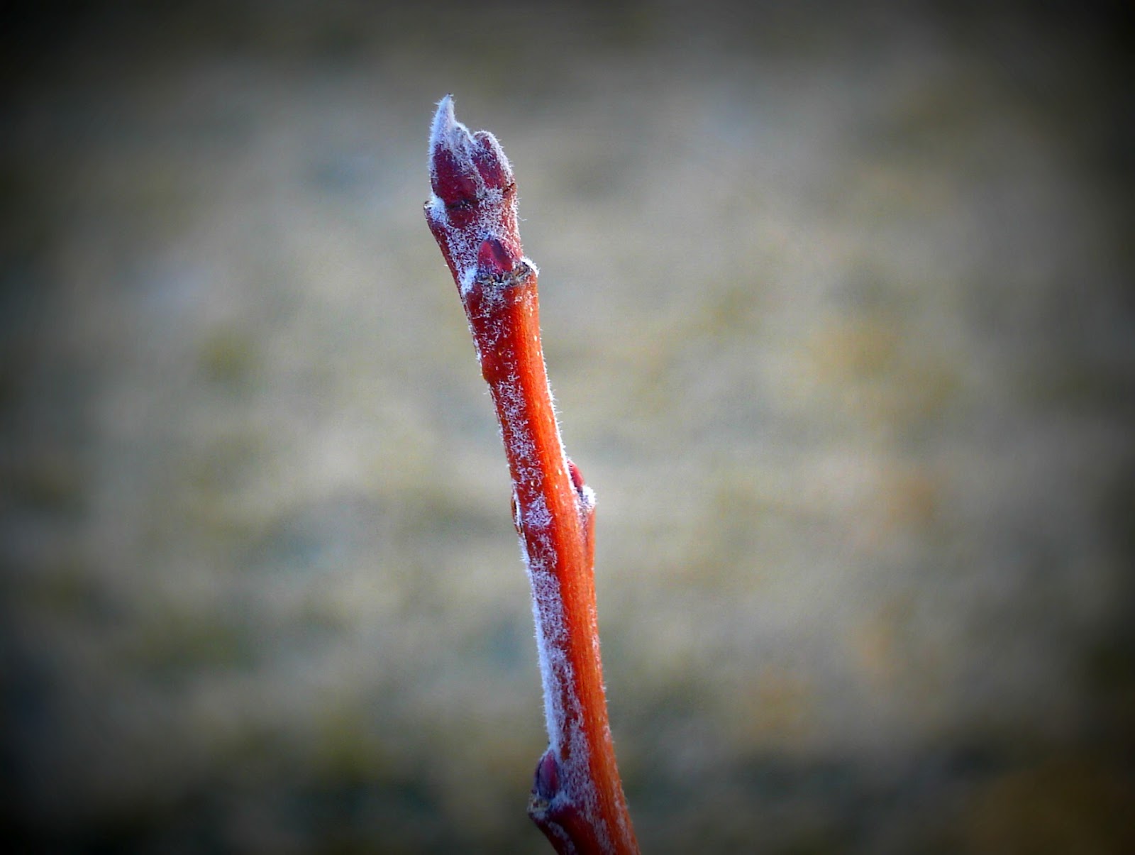 Fruit Trees Home Gardening Apple, Cherry, Pear, Plum Bare Root Fruit