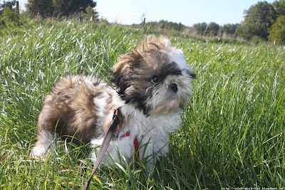 Shih Tzu Olaf