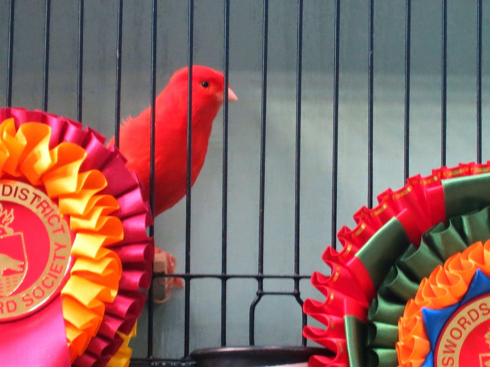 Canary Tales Swords & District Cage Bird Society 29th Annual Show